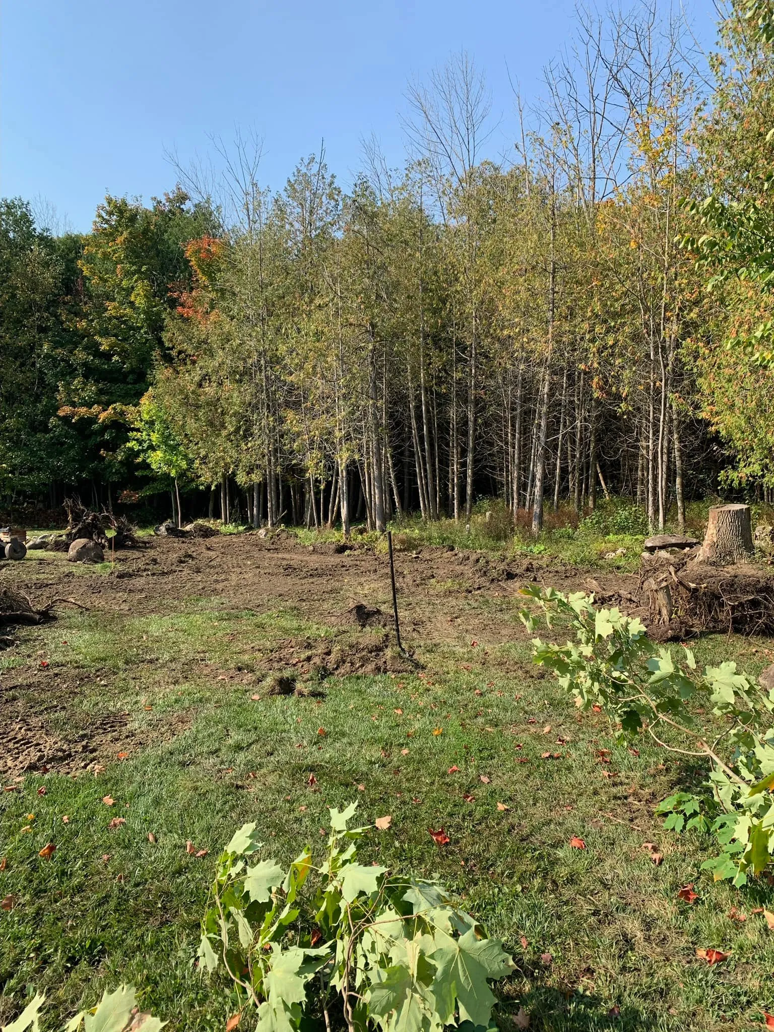 Cleared trees and stumps at the edge of a property